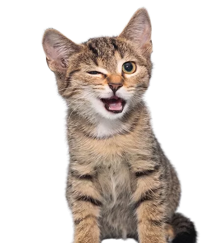 Kattenvoeding